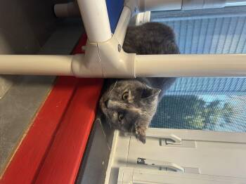 Rescue Domestic Short Hair Cats for Adoption in North Haven, Connecticut - Hazel | PetCurious