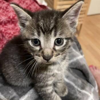 Funnel Cake -  Domestic Short Hair Cat for Adoption in Madison, Wisconsin - Funnel Cake | PetCurious