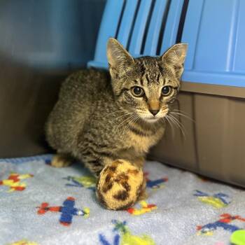 Par-Lei -  Domestic Short Hair Cat for Adoption in Matteson, Illinois - Par-Lei | PetCurious