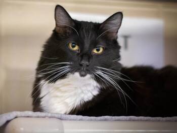 SOPHIE -  Domestic Long Hair and Domestic Short Hair Cat for Adoption in Omaha, Nebraska - SOPHIE | PetCurious