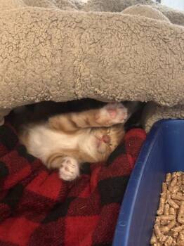 Linguine -  Domestic Short Hair Cat for Adoption in Austin, Texas - Linguine | PetCurious