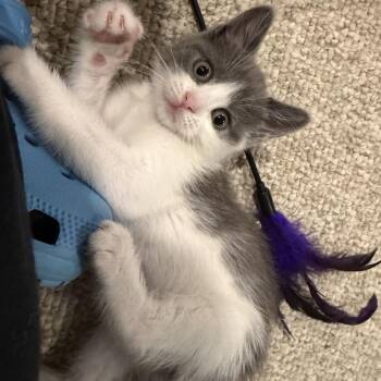 26-192 Dolly Parton -  Domestic Short Hair Cat for Adoption in North Branford, Connecticut - 26-192 Dolly Parton | PetCurious