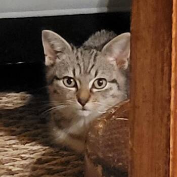 Domestic Short Hair Cats Available for Adoption - Meta | PetCurious