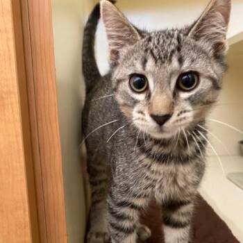 Gray -  Domestic Short Hair Cat for Adoption in Dayton, Ohio - Gray | PetCurious