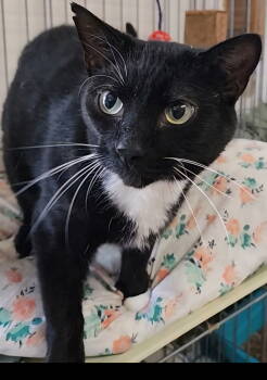 Rescue Domestic Short Hair Cats for Adoption in Berkeley Springs, West Virginia - Josie | PetCurious