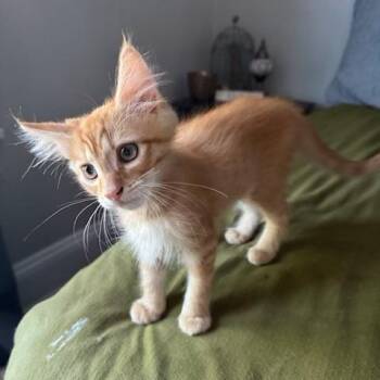 Sardine -  Domestic Medium Hair Cat for Adoption in Richmond, Virginia - Sardine | PetCurious
