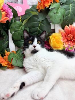 Domestic Short Hair Cats Available for Adoption in Ocean Springs, Mississippi - Stew - The Tiny Vampire | PetCurious