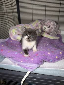 Comet -  Domestic Short Hair Cat for Adoption in Davis, California - Comet | PetCurious