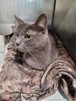 Trinity -  Domestic Short Hair Cat for Adoption in Linton, Indiana - Trinity | PetCurious