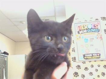 SANTIAGO -  Domestic Short Hair Cat for Adoption in Sacramento, California - SANTIAGO | PetCurious
