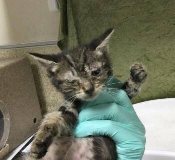 Domestic Short Hair Cats Available for Adoption in Riverside, California - BONNIE | PetCurious