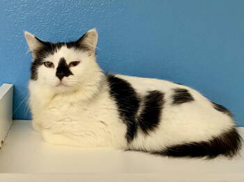 Rescue Domestic Medium Hair Cats for Adoption in Fargo, North Dakota - Meowy Todd Lincoln | PetCurious