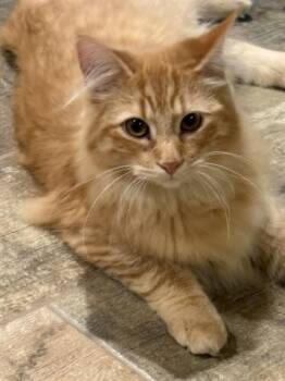 Domestic Medium Hair Cats Available for Adoption in Stockholm, Wisconsin - Bear | PetCurious