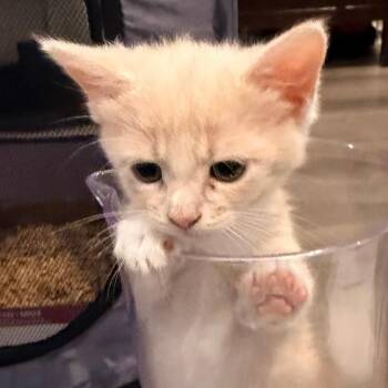 Ruby -  Domestic Short Hair Cat for Adoption in Houston, Texas - Ruby | PetCurious