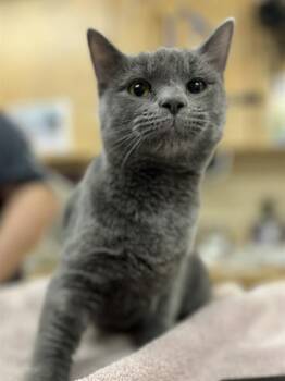 Domestic Short Hair Cats Available for Adoption - PLUM PUDDIN | PetCurious