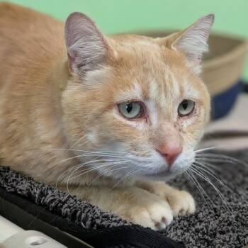 Curly -  Domestic Short Hair Cat for Adoption in Spokane, Washington - Curly | PetCurious