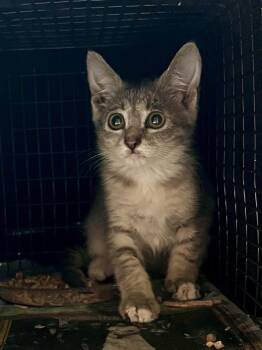 Isabelle -  Domestic Short Hair Cat Available for Adoption in Ocala, Florida - Isabelle | PetCurious