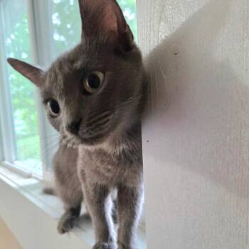 Natasha -  Domestic Short Hair and Russian Blue Cat for Adoption in Carmel, Indiana - Natasha | PetCurious