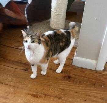 Mama -  Calico Cat for Adoption in Cleveland, Ohio - Mama | PetCurious