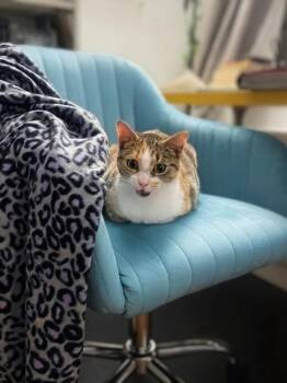Rescue Domestic Short Hair and Calico Cats for Adoption in New York, New York - Butterscotch | PetCurious