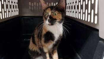 TENDERHEART -  Domestic Short Hair Cat for Adoption in Aurora, Illinois - TENDERHEART | PetCurious