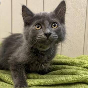 Dusk -  Domestic Short Hair Cat for Adoption in Long Beach, California - Dusk | PetCurious
