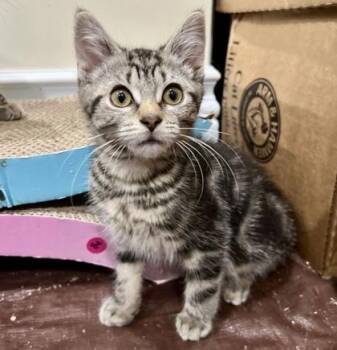 Penny (bonded with Polly) -  Tabby and Domestic Short Hair Cat for Adoption in Vaughan, Ontario - Penny (bonded With Polly) | PetCurious