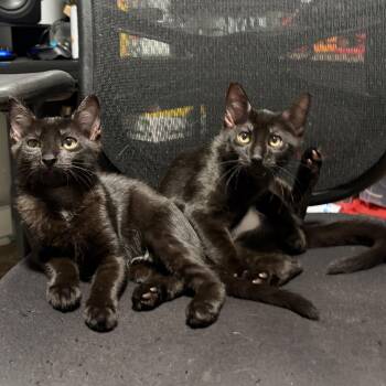 Poblano and Cayenne (Pair) -  Domestic Short Hair Cat for Adoption in New Britain, Connecticut - Poblano And Cayenne (Pair) | PetCurious