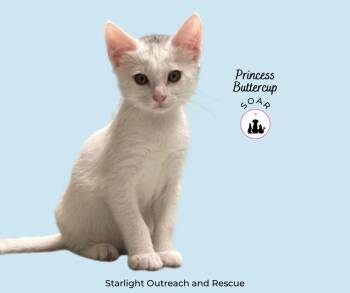 Domestic Short Hair Cats Available for Adoption in Alvin, Texas - Princess Buttercup | PetCurious