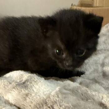 Opal -  Domestic Medium Hair Cat for Adoption in Jefferson City, Tennessee - Opal | PetCurious