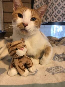 Nugget -  Domestic Short Hair Cat for Adoption in Phoenix, Arizona - Nugget | PetCurious