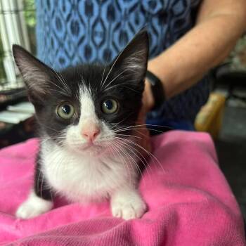 Charlie 26-06-055 -  Domestic Short Hair Cat for Adoption in Bastrop, Texas - Charlie 26-06-055 | PetCurious