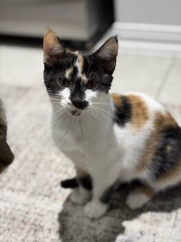 Penelope -  Domestic Short Hair Cat for Adoption in Houston, Texas - Penelope | PetCurious