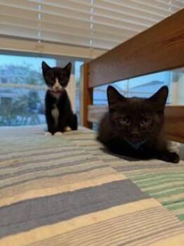 Shadow -  Domestic Short Hair Cat for Adoption in Brandon, Florida - Shadow | PetCurious