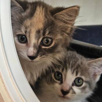 Pebble -  Domestic Medium Hair Cat for Adoption in Conway, New Hampshire - Pebble | PetCurious