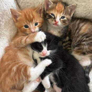 Domestic Short Hair Cats Available for Adoption in Evensville, Tennessee - Clarissa | PetCurious