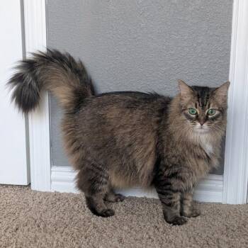 Toby (Siberian Mix) -  Siberian and Domestic Long Hair Cat for Adoption in Allen, Texas - Toby (Siberian Mix) | PetCurious