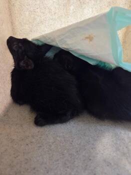 Manny -  Domestic Short Hair Cat for Adoption in Bossier City, Louisiana - Manny | PetCurious