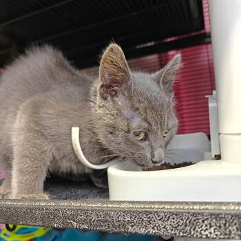 Domestic Short Hair Cats Available for Adoption - Princess | PetCurious