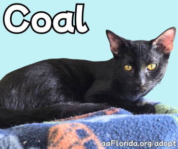 Rescue Domestic Short Hair Cats for Adoption in Pensacola, Florida - Coal | PetCurious