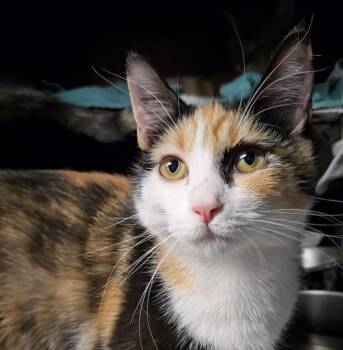Calico Cats Available for Adoption - Calliope | PetCurious