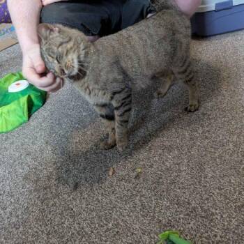 Domestic Short Hair Cats Available for Adoption in Seven Valleys, Pennsylvania - Sylphie | PetCurious