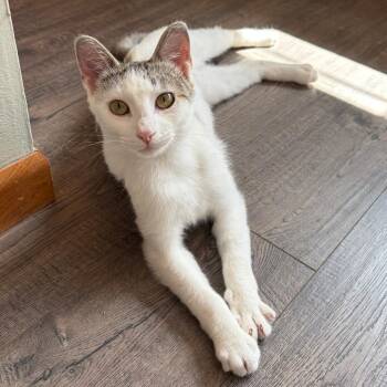 Gracie -  Domestic Short Hair Cat for Adoption in Chaska, Minnesota - Gracie | PetCurious