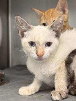 ANGEL BABY -  Domestic Short Hair Cat for Adoption in Fort Walton Beach, Florida - ANGEL BABY | PetCurious