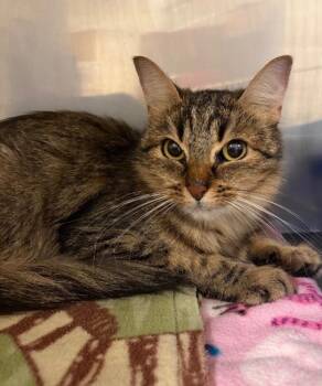 Skylar -  Domestic Medium Hair Cat for Adoption in Newberg, Oregon - Skylar | PetCurious