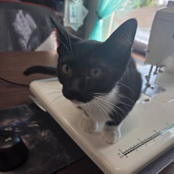 Rescue Domestic Short Hair Cats for Adoption in Schertz, Texas - Penny | PetCurious