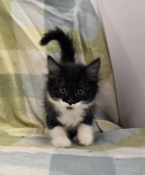 Domestic Short Hair Cats Available for Adoption in Dickson, Tennessee - Endora | PetCurious