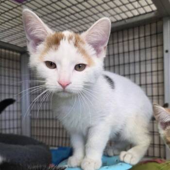 Dime -  Domestic Short Hair Cat for Adoption in Chilton, Wisconsin - Dime | PetCurious
