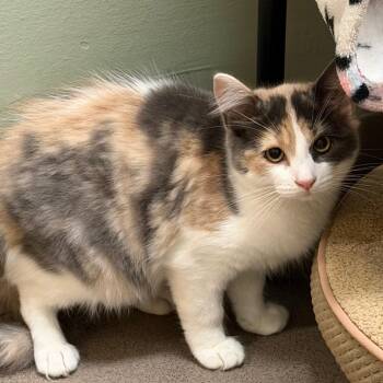 TC -  Domestic Medium Hair Cat for Adoption in Middlebury, Vermont - TC | PetCurious