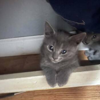 Tera -  Russian Blue Cat for Adoption in Mount Vernon, Arkansas - Tera | PetCurious